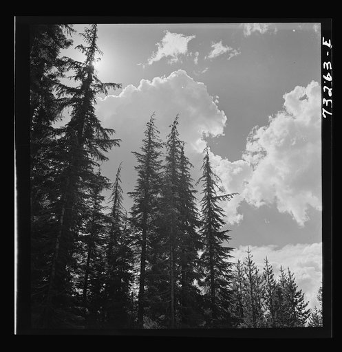 Klamath County, Oregon. Trees and clouds