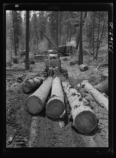 Grant County, Oregon. Malheur National Forest. Diesel caterpillar tractor snaking logs out of woods