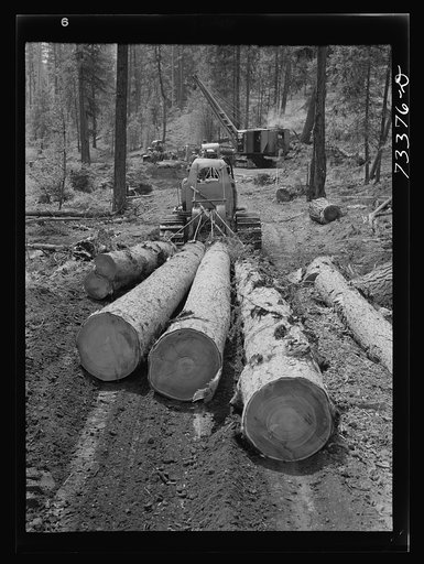 Untitled photo, possibly related to: Grant County, Oregon. Malheur National Forest. Diesel caterpillar tractor snaking logs out of woods
