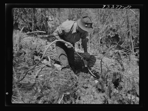 Grant County, Oregon. Malheur National Forest. Lumberjack hitching a cable to log so that caterpillar tractor can snake it out