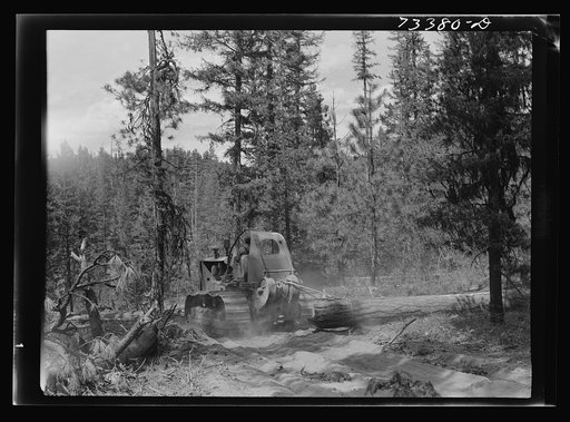 Grant County, Oregon. Malheur National Forest. Diesel caterpillar tractor snaking logs out of woods