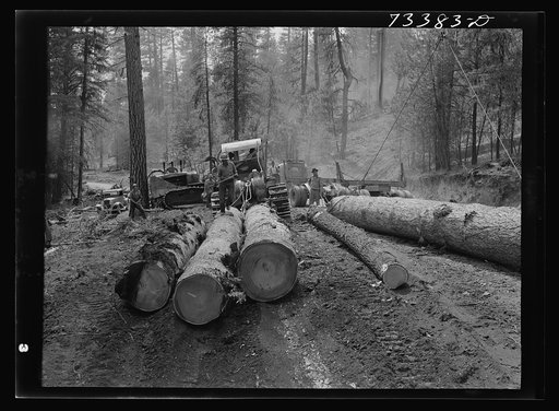 Grant County, Oregon. Malheur National Forest. Caterpillar tractors bringing logs to central point for loading on trucks
