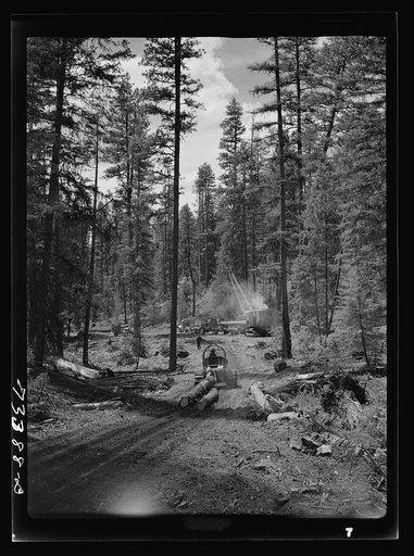 Grant County, Oregon. Malheur National Forest. Caterpillar tractors snaking logs to the place where they are loaded onto trucks