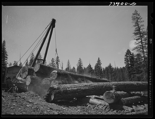 Grant County, Oregon. Malheur National Forest. Logs rolling down into loading yard. Logs are snaked out of woods with caterpillar tractors, and then loaded onto trucks which take them to train loading point