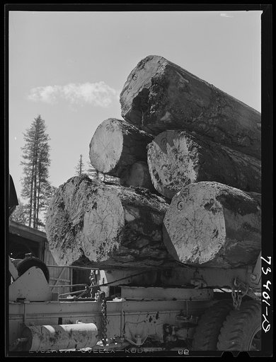Grant County, Oregon. Malheur National Forest. Ends of logs