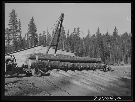 Grant County, Oregon. Malheur National Forest. Unloading logs from trucks