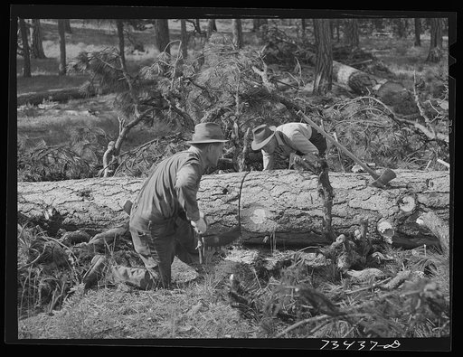 Grant County, Oregon. Malheur National Forest. Lumberjacks sawing up a log