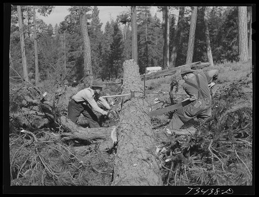 Grant County, Oregon. Malheur National Forest. Lumberjacks sawing up a log