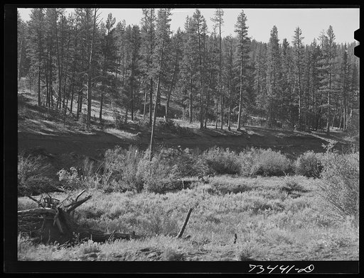 Grant County, Oregon. Malheur National Forest. Young timber