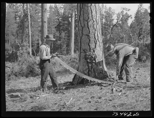 Grant County, Oregon. Malheur National Forest. Lumberjack with cross-saw