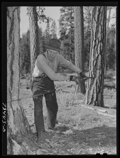 Grant County, Oregon. Malheur National Forest. Lumberjack sawing down tree
