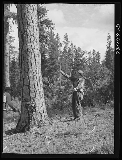 Grant County, Oregon. Malheur National Forest. Lumberjack sighting a tree to see how to fall it