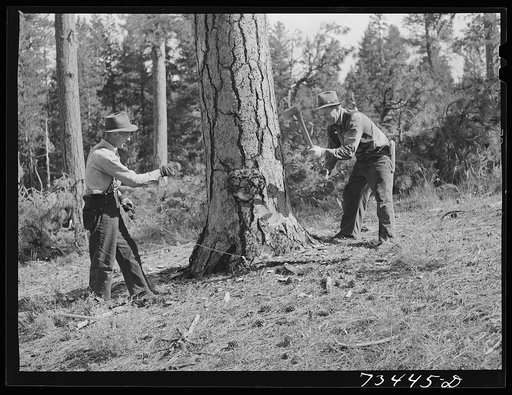 Grant County, Oregon. Malheur National Forest. Lumberjacks at work making undercut in falling a tree