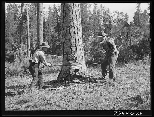 Grant County, Oregon. Malheur National Forest. Lumberjacks at work making undercut in falling a tree