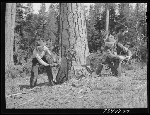 Grant County, Oregon. Malheur National Forest. Lumberjacks sawing down a tree