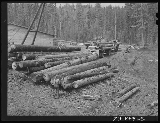 Grant County, Oregon. Malheur National Forest. Truckloads of logs arrive at railroad loading point