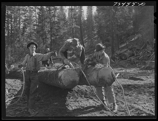 Grant County, Oregon. Malheur National Forest. Lumberjacks hitching a cable to a log which will be loaded onto truck