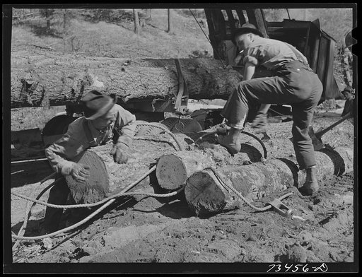 Grant County, Oregon. Malheur National Forest. Lumberjacks hitching a cable to log which will be loaded onto truck