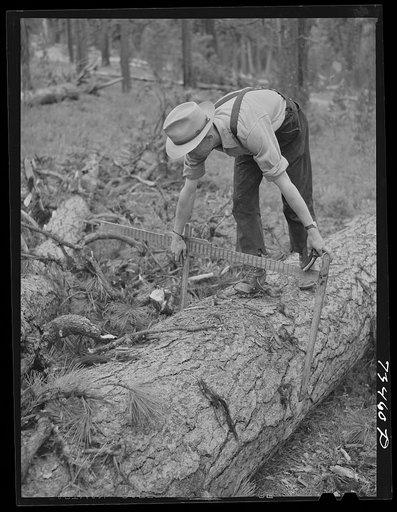 Grant County, Oregon. Malheur National Forest. Lumberjack measures "scales" log. He keeps a record of how many and what size logs are cut and estimates board feet which are cut