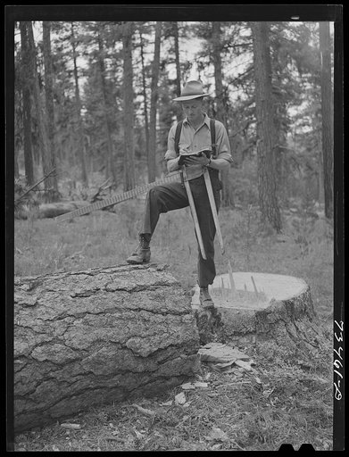 Grant County, Oregon. Malheur National Forest. Lumberjack measures "scales" log. He keeps a record of how many and what size logs are cut and estimates board feet which are cut