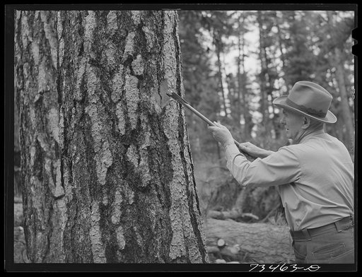 Grant County, Oregon. Malheur National Forest. Forest Service man marking a tree for sale to Hines lumber company
