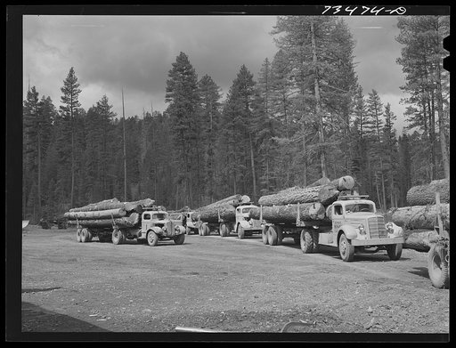 Grant County, Oregon. Malheur National Forest. Truckloads of logs