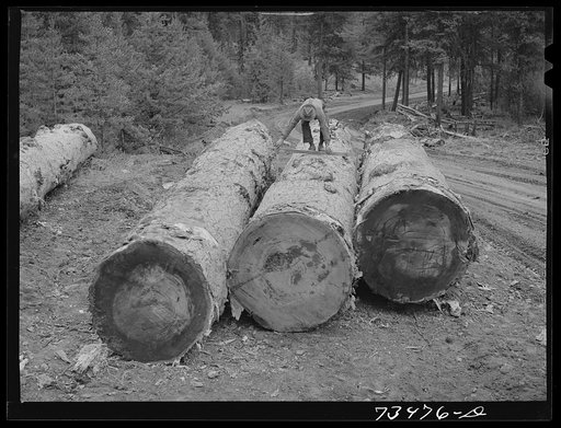 Grant County, Oregon. Malheur National Forest. Measuring logs to determine board feet