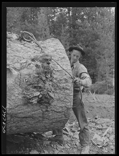 Grant County, Oregon. Malheur National Forest. Lumberjack hitching cable on log which will be loaded onto truck