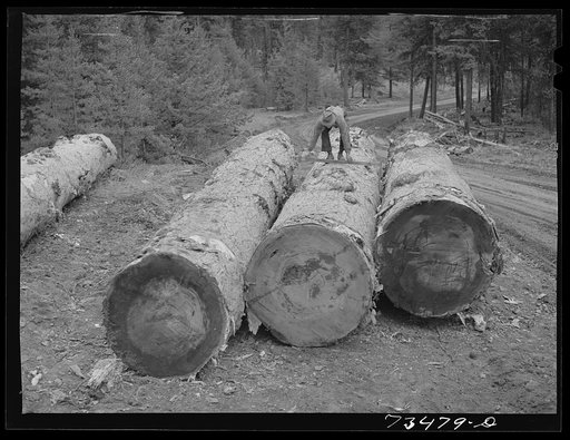 Untitled photo, possibly related to: Grant County, Oregon. Malheur National Forest. Measuring logs to determine board feet