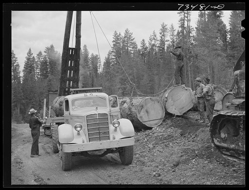 Grant County, Oregon. Malheur National Forest. Lumberjack hitching cable on log which will be loaded onto truck