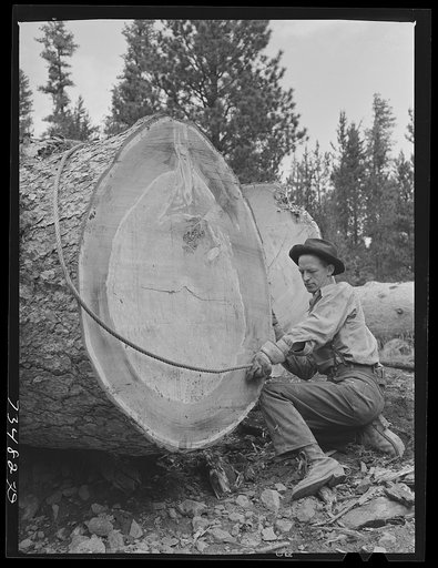Grant County, Oregon. Malheur National Forest. Lumberjack hitching cable on log which will be loaded onto trucks