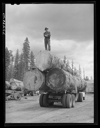 Grant County, Oregon. Malheur National Forest. Lumberjack on truckload of logs