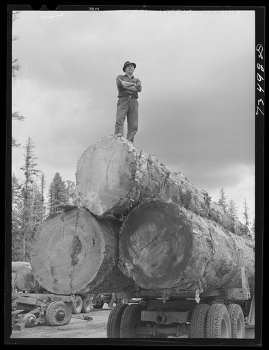 Untitled photo, possibly related to: Grant County, Oregon. Malheur National Forest. Lumberjack on truckload of logs