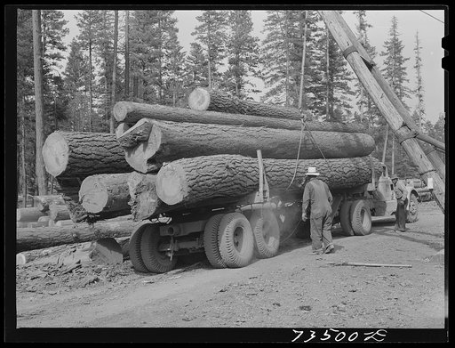 Grant County, Oregon. Malheur National Forest. Truckload of logs about to be unloaded