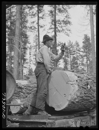 Grant County, Oregon. Malheur National Forest. Lumberjack with logs. He is toploader and is signaling his men which log to load next