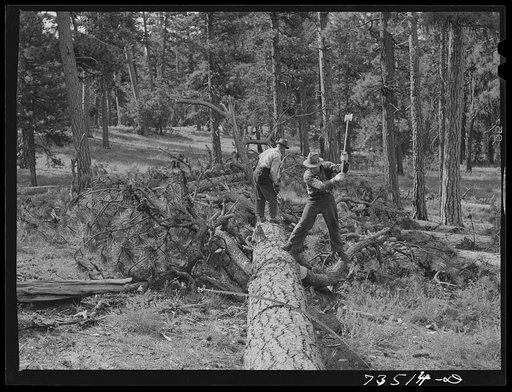 Grant County, Oregon. Malheur National Forest. Chopping branches from falled tree