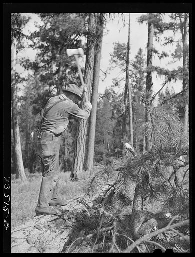 Grant County, Oregon. Malheur National Forest. Chopping branches from falled tree