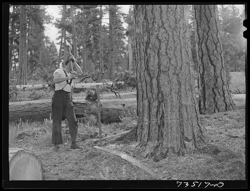 Grant County, Oregon. Malheur National Forest. Lumberjack making a "rubberman". This rubberman is used when a lumberjack who is sawing down a tree does not have a partner. The cross-saw is attached to the heavy rubber belt which holds saw secure while one man saws