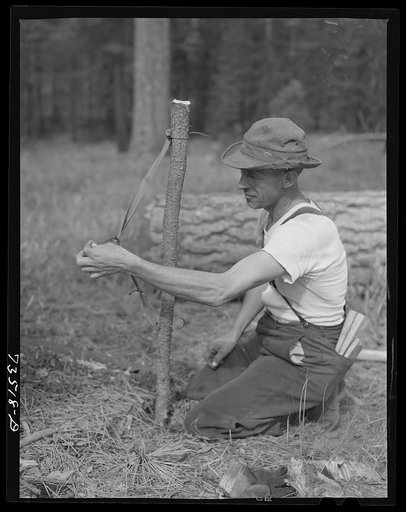 Grant County, Oregon. Malheur National Forest. Lumberjack making a "rubberman". This rubberman is used when a lumberjack who is sawing down a tree does not have a partner. The cross-saw is attached to the heavy rubber belt which holds saw secure while one man saws