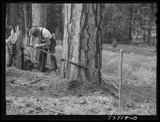 Grant County, Oregon. Malheur National Forest. "Rubberman" in operation when lumberjack who is sawing down a tree does not have a partner