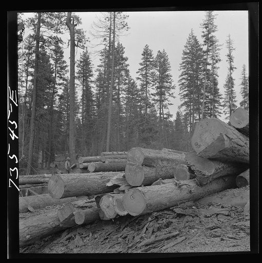 Grant County, Oregon. Malheur National Forest. Logs