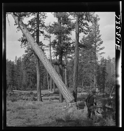 Grant County, Oregon. Malheur National Forest