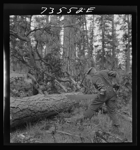Untitled photo, possibly related to: Grant County, Oregon. Malheur National Forest. Lumberjack