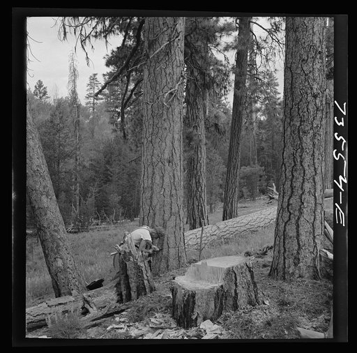 Grant County, Oregon. Malheur National Forest. In the woods