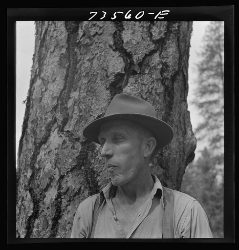 Untitled photo, possibly related to: Grant County, Oregon. Malheur National Forest. Lumberjack starting the undercut