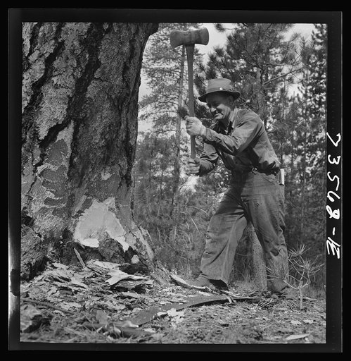 Untitled photo, possibly related to: Grant County, Oregon. Malheur National Forest. Lumberjack starting the undercut