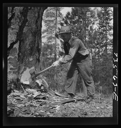Grant County, Oregon. Malheur National Forest. Lumberjack starting the undercut