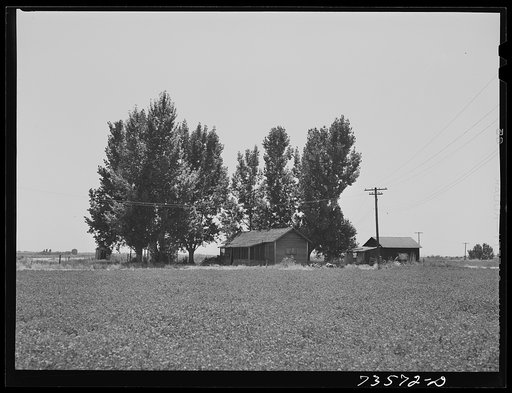 Nyssa, Oregon (vicinity). House of Japanese-American family who were evacuated from a costal area and now work and live on a farm in Nyssa. The Japanese-Americans insist that they require shade, decent house, electricity and ample water