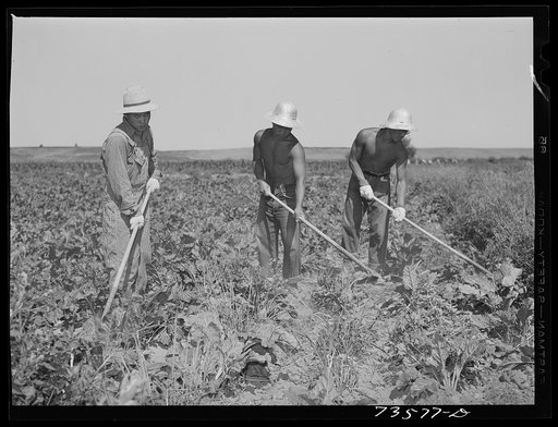 Nyssa, Oregon. FSA (Farm Security Administration) mobile camp. Japanese-American man who was evacuated from a coastal area, volunteered for farm work and who now lives at the camp