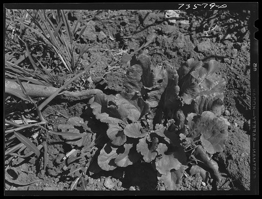 Untitled photo, possibly related to: Nyssa, Oregon. FSA (Farm Security Administration) mobile camp. The Japanese-Americans who live at the camp are employed principally in the sugar beet fields. They are guaranteed standard wages. The U.S. Employment Service stands back of this guarantee and furnish